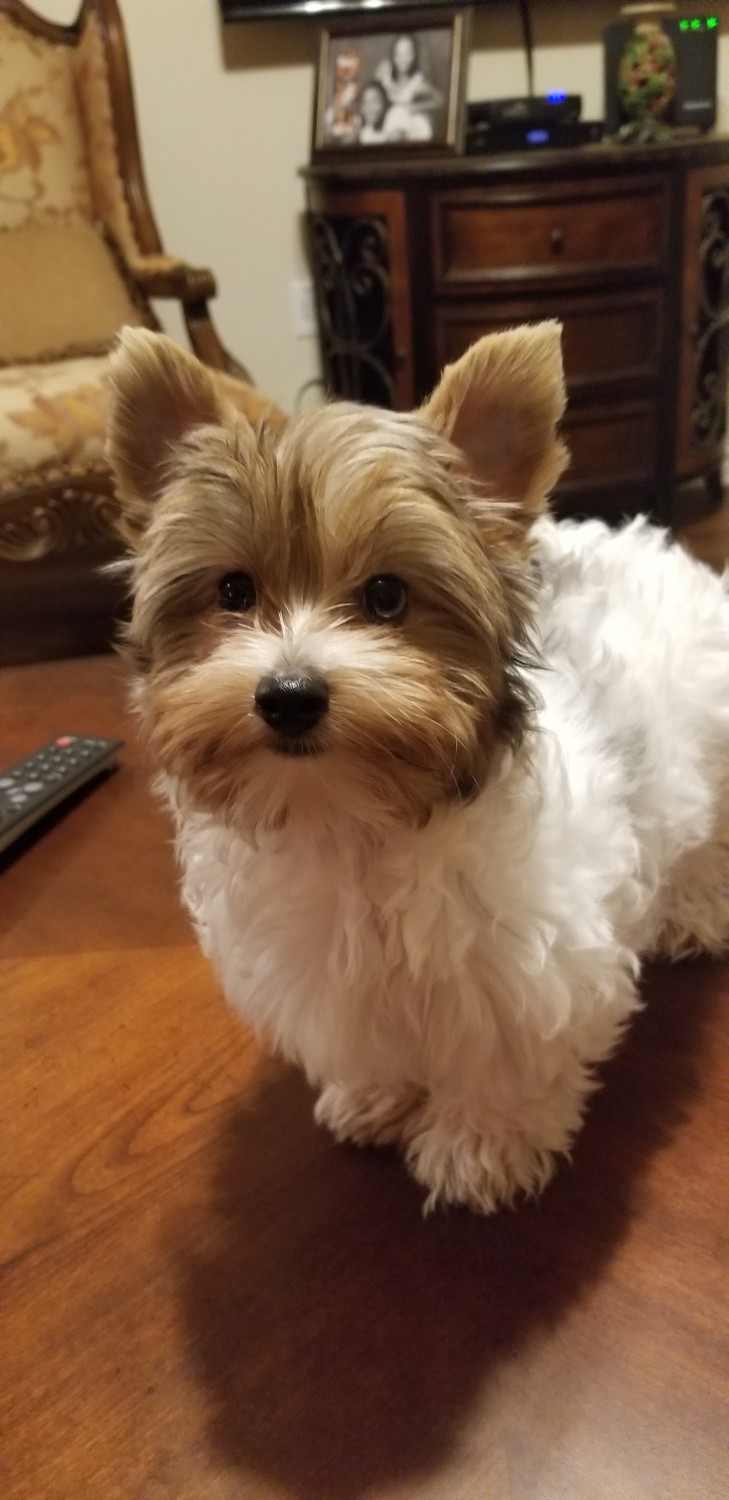 Yorkshire Terrier Puppies For Sale Austin, TX 289916