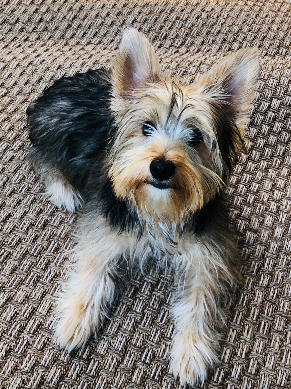Yorkshire Terrier Puppies For Sale Austin, TX 289920