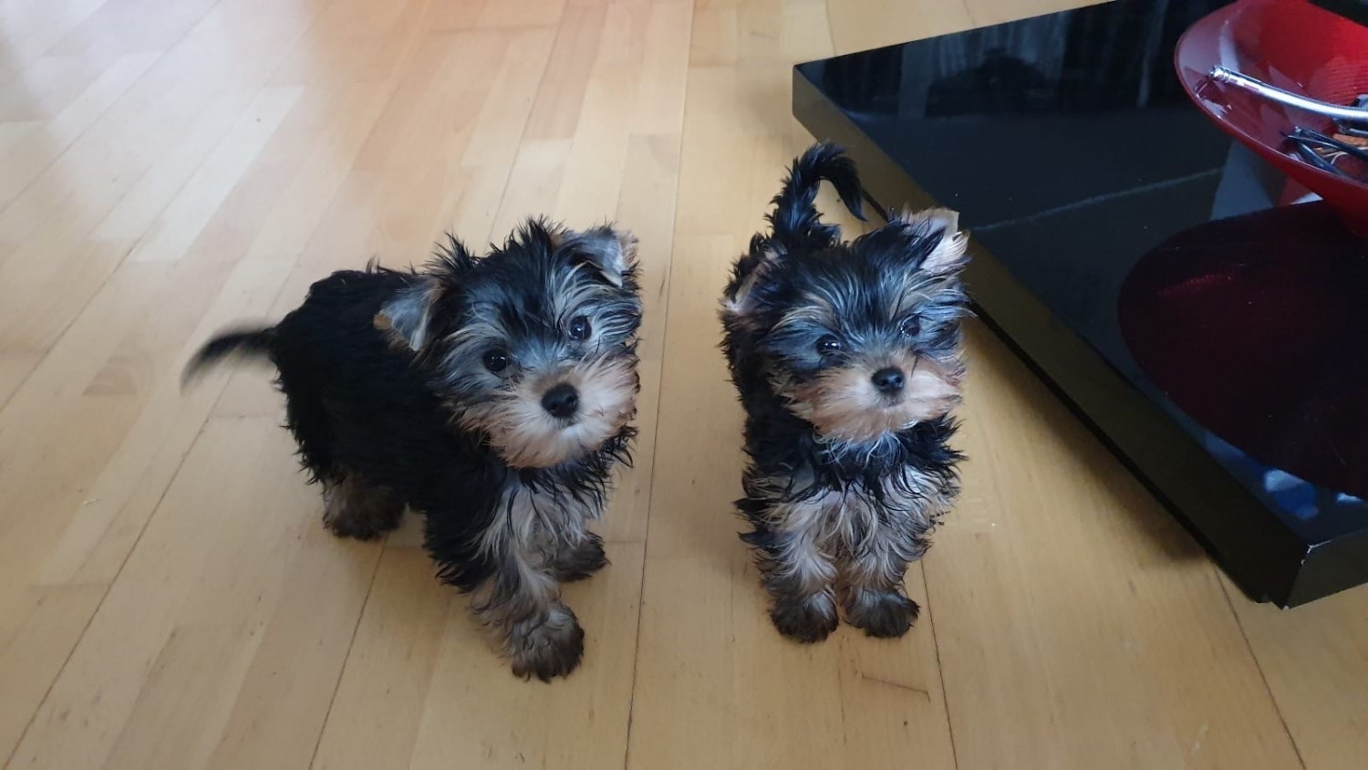 Yorkshire Terrier Puppies For Sale Las Vegas, NV 291859