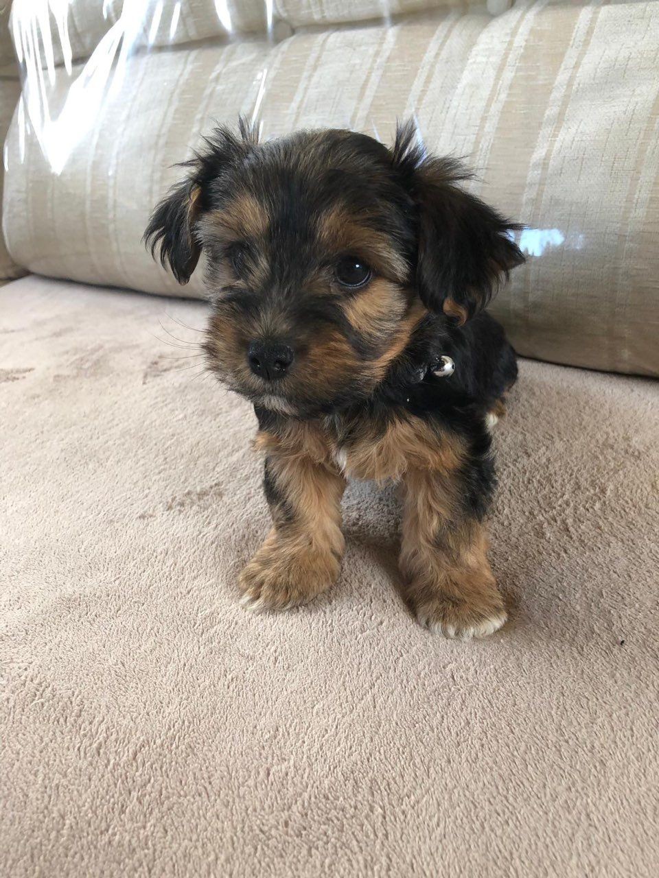 Yorkshire Terrier Puppies For Sale | Colorado Springs, CO #288002