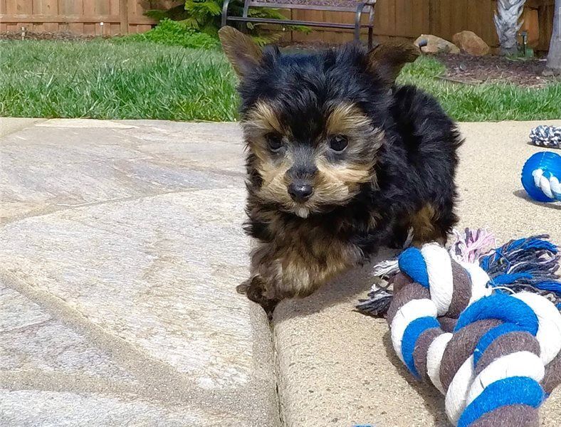 Yorkshire Terrier Puppies For Sale Austin, TX 294650