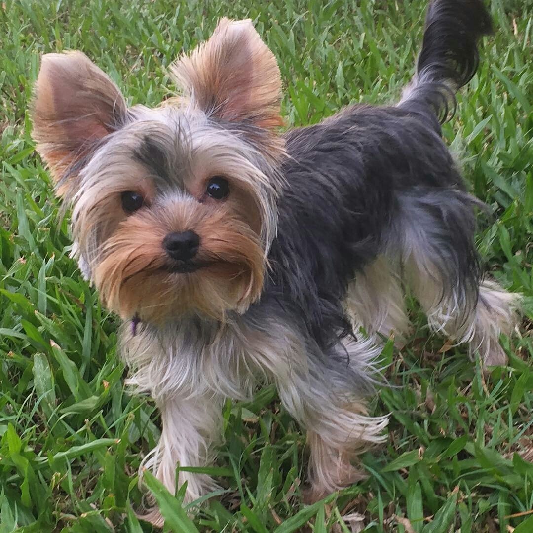 yorkshire terrier for sale