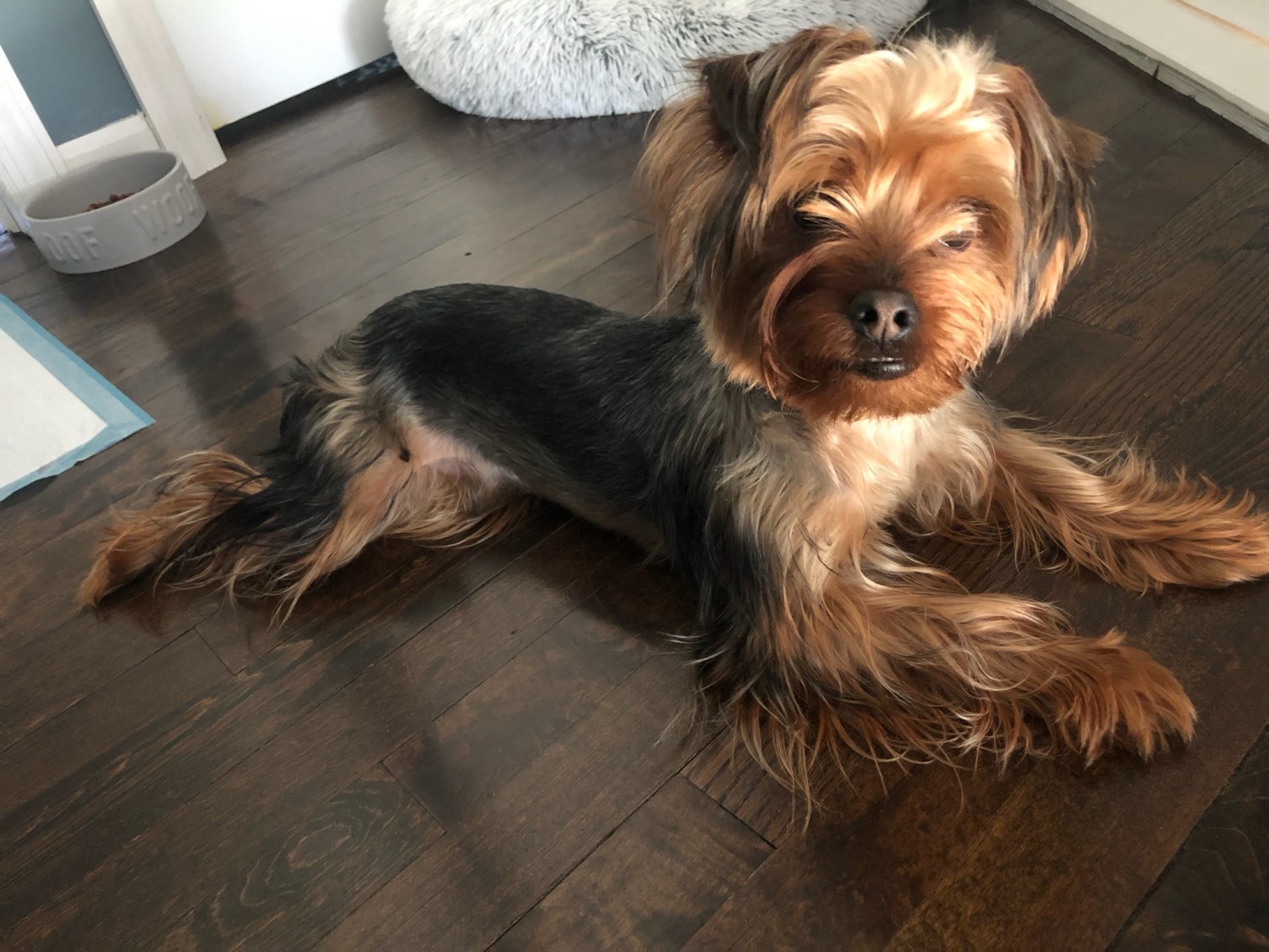 Yorkshire Terrier Puppies For Sale Suffolk County, NY 298593