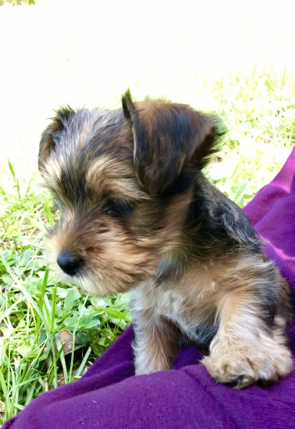 77+ Maltese And Yorkie Mix For Sale