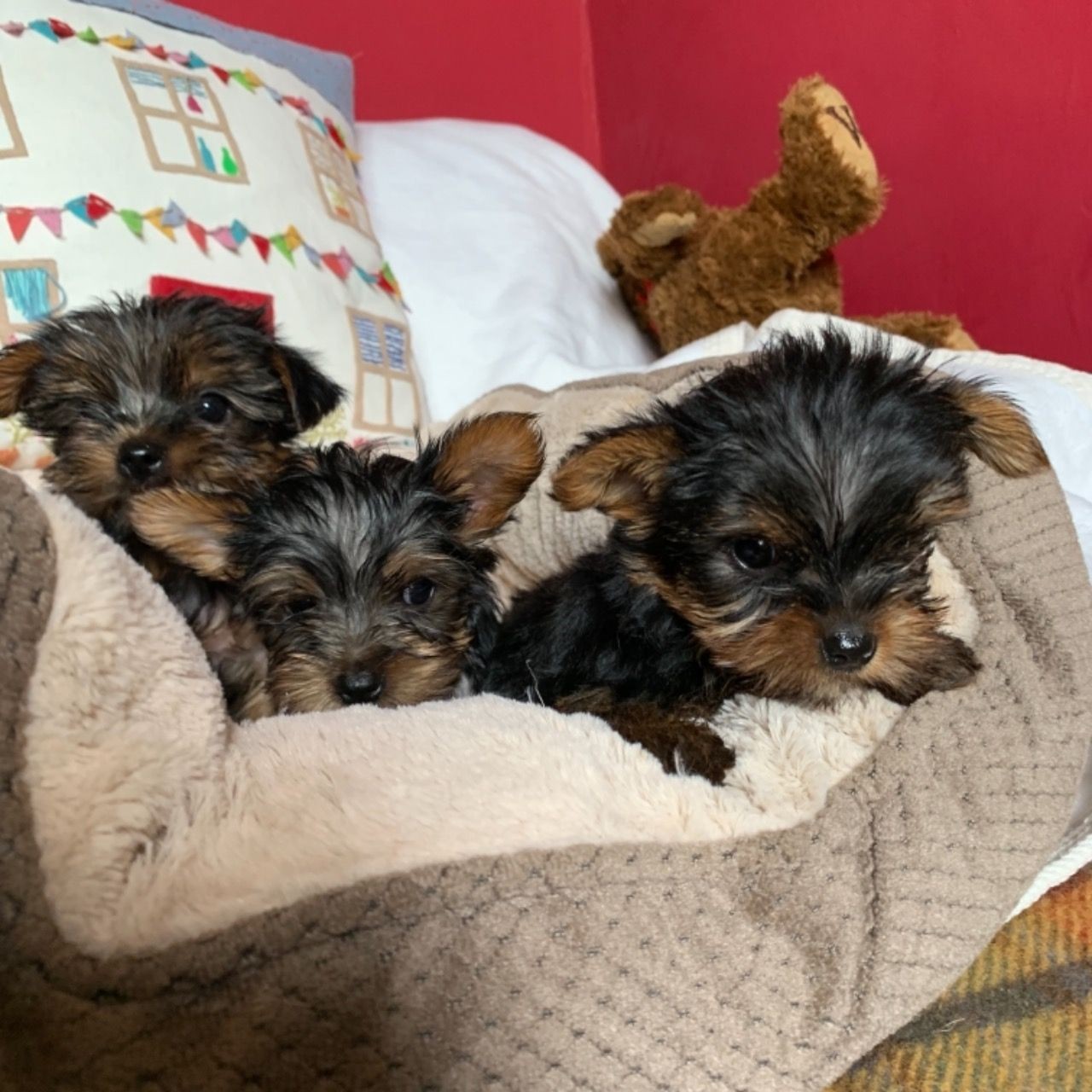 Yorkshire Terrier Puppies For Sale Miami, FL 303826