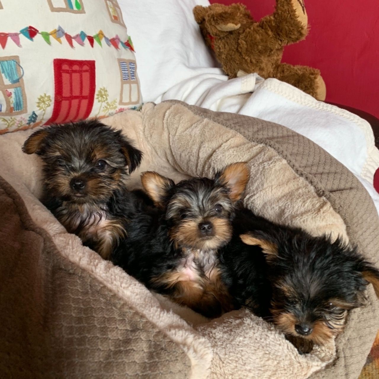 Yorkie Puppies For Sale In Florida Under 0