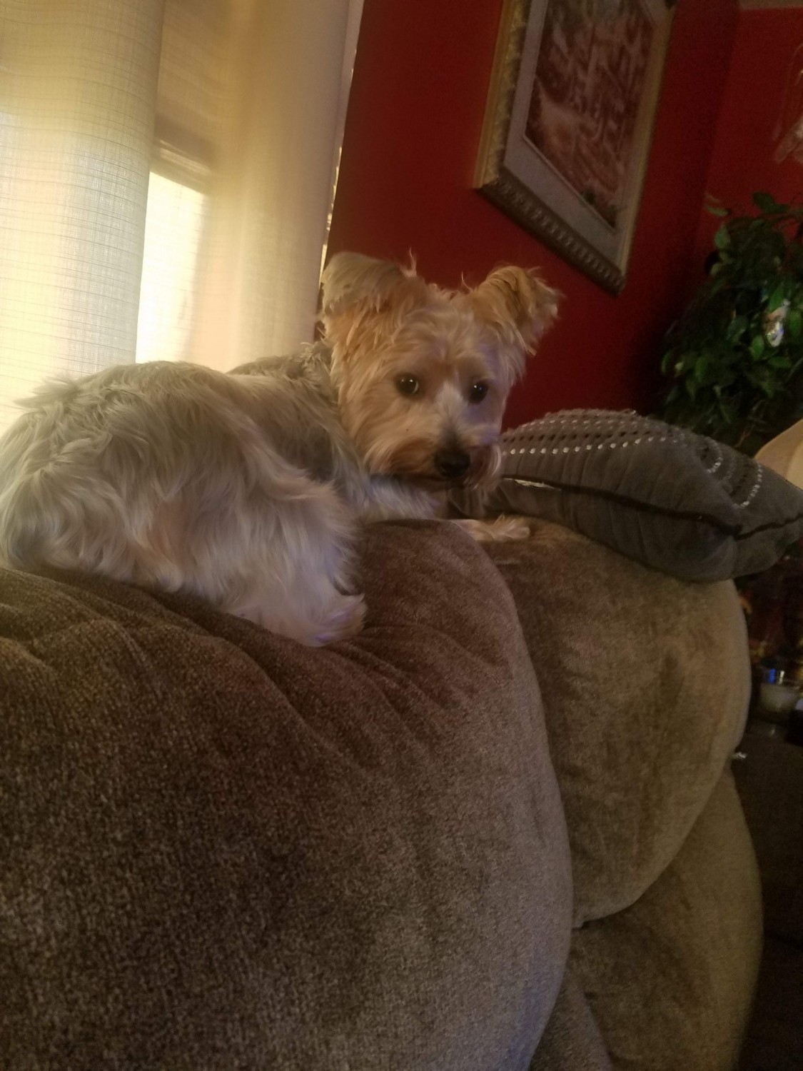 Yorkshire Terrier Puppies For Sale Sidney, OH 309306