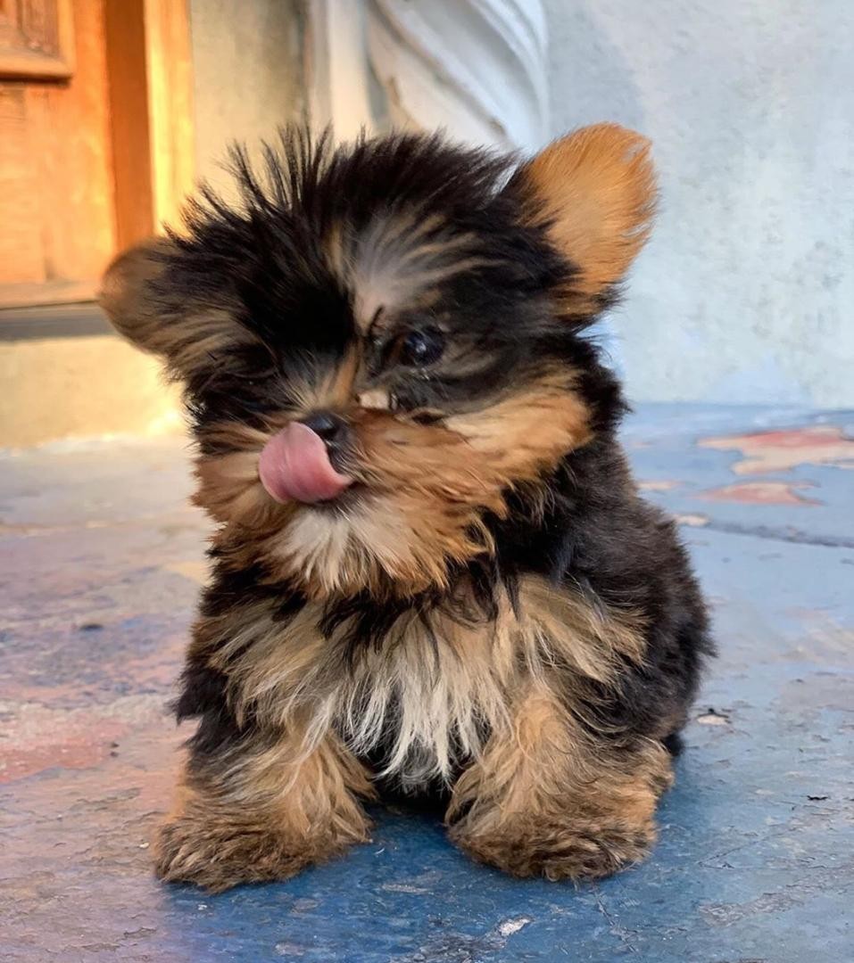 Yorkshire Terrier Puppies For Sale New York, NY 316048