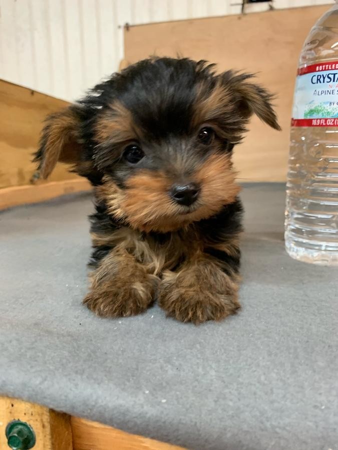 "Yorkshire Terrier" Puppies For Sale | Maryland 611, Berlin, MD #316401