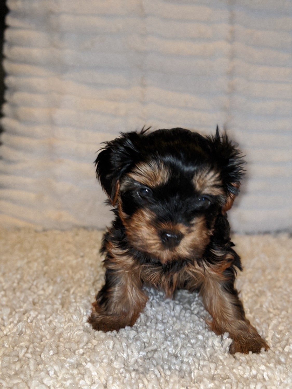 Yorkshire Terrier Puppies For Sale Bonney Lake, WA 316903