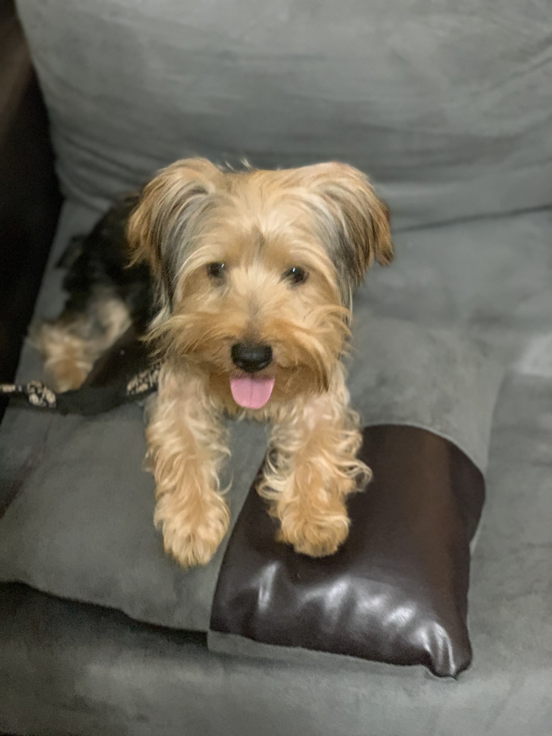 Yorkshire Terrier Puppies For Sale Spartanburg, SC 317363