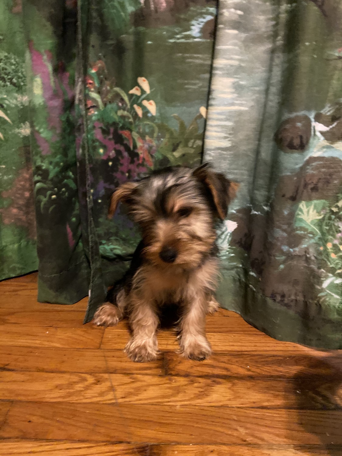Yorkshire Terrier Puppies For Sale Dracut, MA 320816