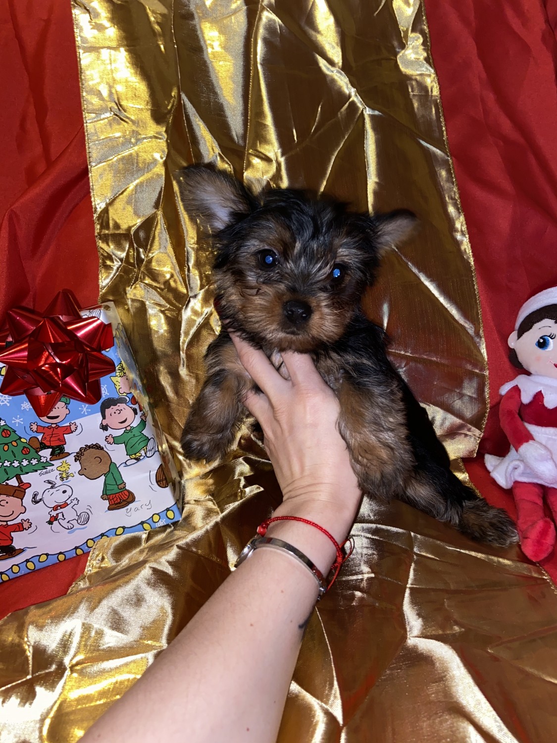 Yorkshire Terrier Puppies For Sale Dracut, MA 320818
