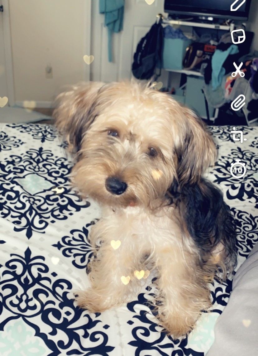 Yorkshire Terrier Puppies For Sale Kent, OH 320973