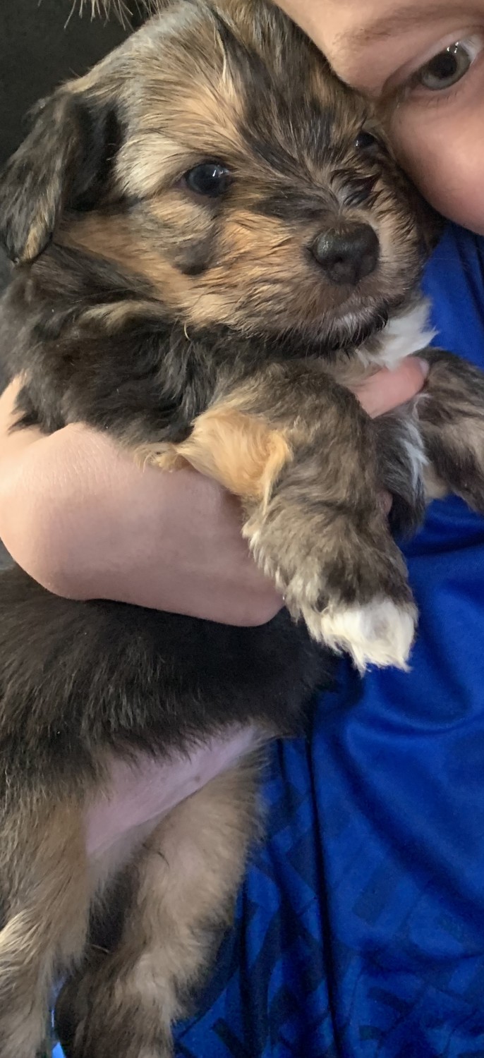 Yorkshire Terrier Puppies For Sale Cincinnati, OH 321615