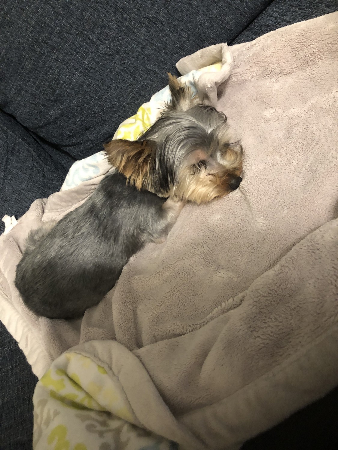 Yorkshire Terrier Puppies For Sale Addison, IL 323061