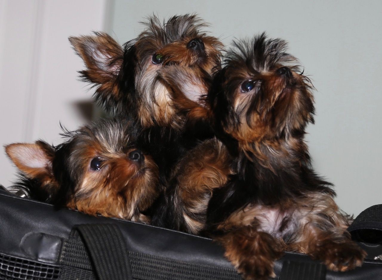 Yorkshire Terrier Puppies For Sale Indianapolis, IN 324028