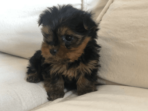 Yorkshire Terrier Puppies For Sale | Memphis, TN #331171