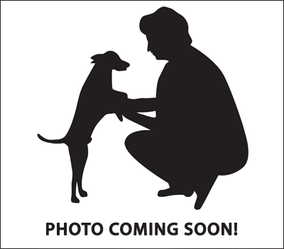 Cane Corso Puppies for sale in Concord, CA, USA. price: NA