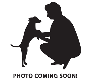 American Mastiff Puppies for sale in Atlanta, GA, USA. price: NA