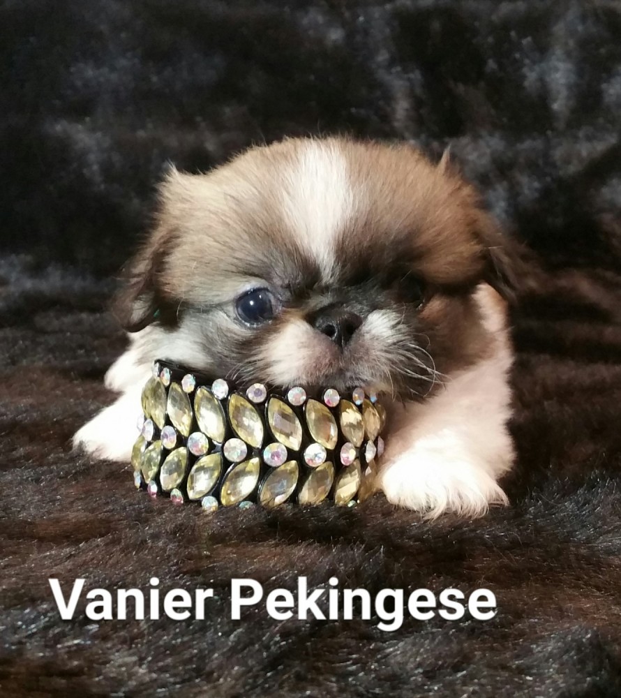 vanier pekingese