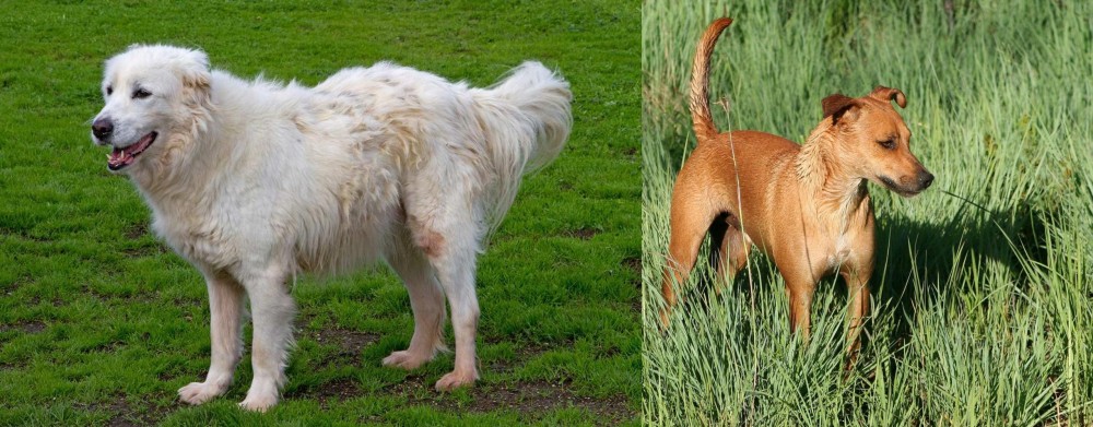 Africanis vs Abruzzenhund - Breed Comparison