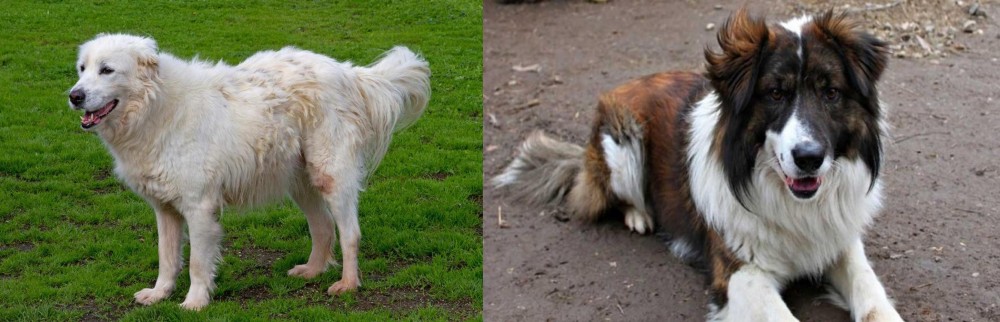 Aidi vs Abruzzenhund - Breed Comparison