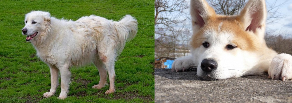 Akita vs Abruzzenhund - Breed Comparison