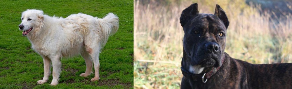Alano Espanol vs Abruzzenhund - Breed Comparison