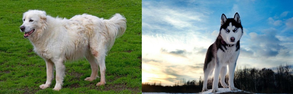 Alaskan Husky vs Abruzzenhund - Breed Comparison