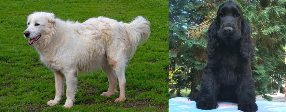 American Cocker Spaniel vs Abruzzenhund - Breed Comparison