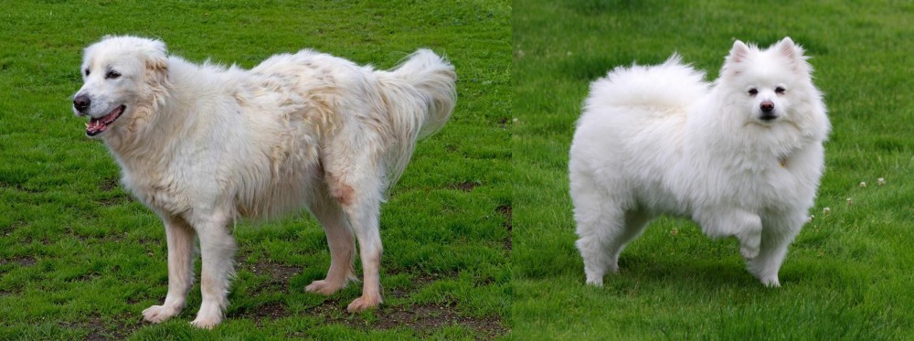 American Eskimo Dog vs Abruzzenhund - Breed Comparison