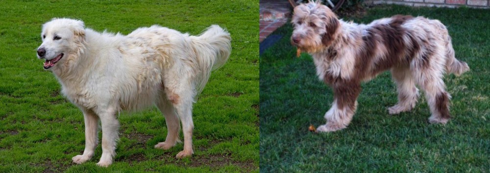 Aussie Doodles vs Abruzzenhund - Breed Comparison