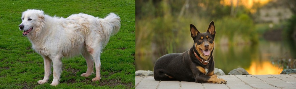Australian Kelpie vs Abruzzenhund - Breed Comparison