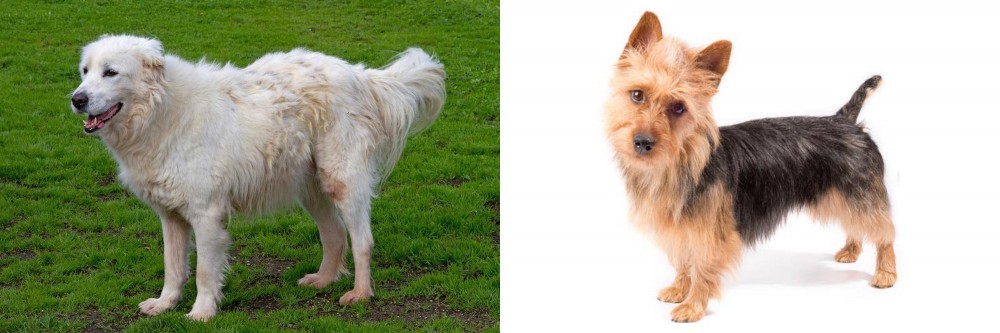 Australian Terrier vs Abruzzenhund - Breed Comparison