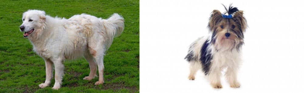 Biewer vs Abruzzenhund - Breed Comparison