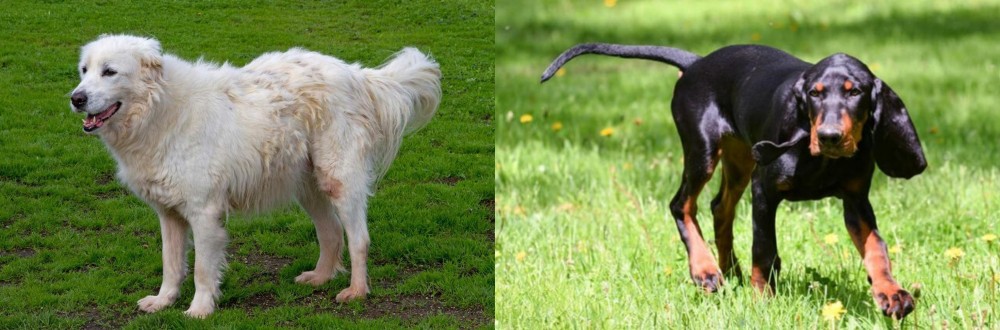 Black and Tan Coonhound vs Abruzzenhund - Breed Comparison