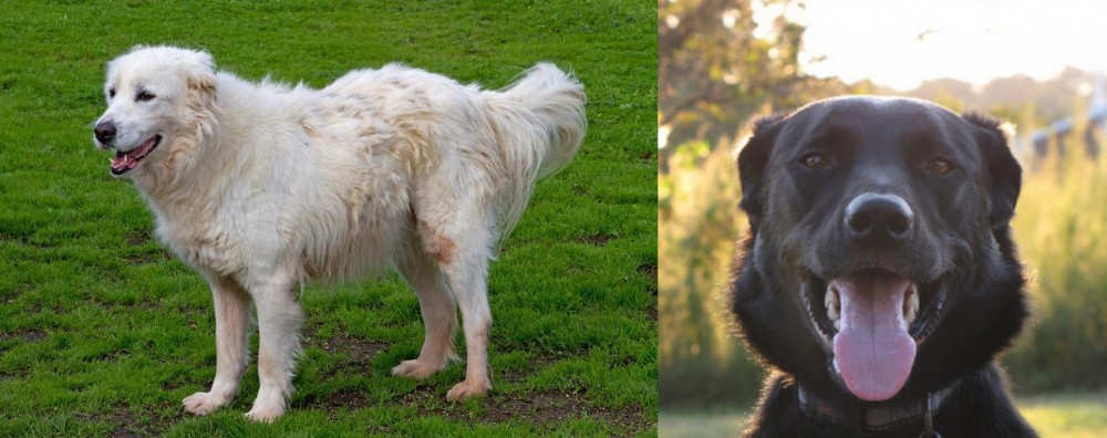 Borador vs Abruzzenhund - Breed Comparison