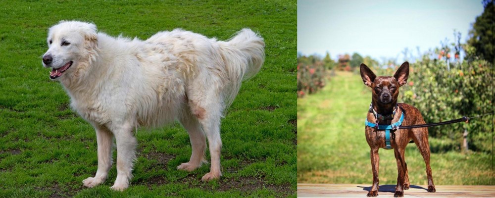 Bospin vs Abruzzenhund - Breed Comparison