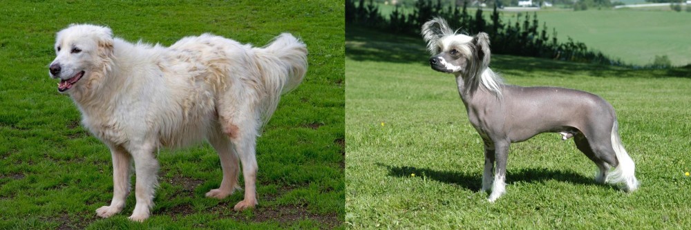 Chinese Crested Dog vs Abruzzenhund - Breed Comparison