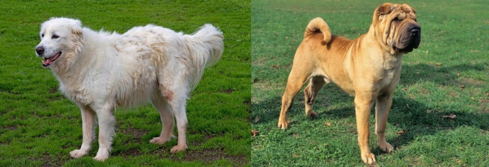 Chinese Shar Pei vs Abruzzenhund - Breed Comparison