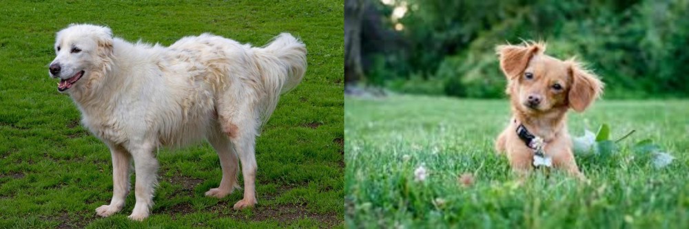 Chiweenie vs Abruzzenhund - Breed Comparison
