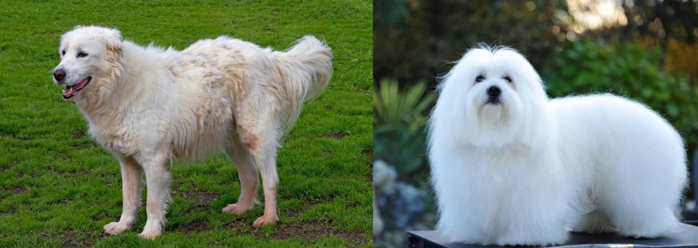 Coton De Tulear vs Abruzzenhund - Breed Comparison