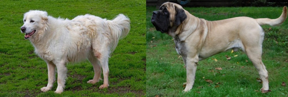 English Mastiff vs Abruzzenhund - Breed Comparison