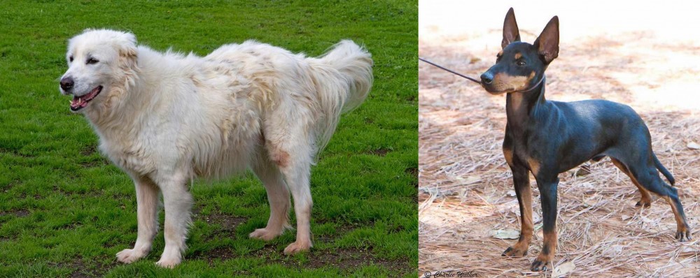 English Toy Terrier (Black & Tan) vs Abruzzenhund - Breed Comparison