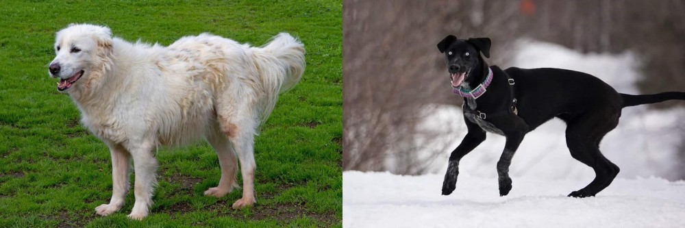 Eurohound vs Abruzzenhund - Breed Comparison