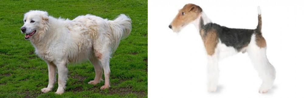 Fox Terrier vs Abruzzenhund - Breed Comparison