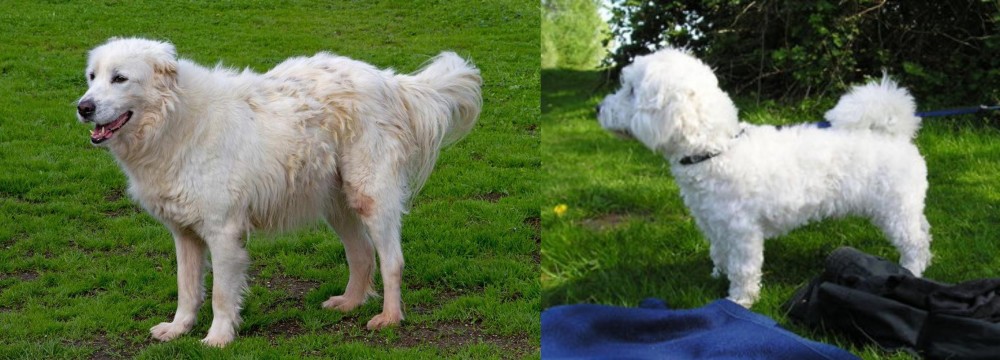Franzuskaya Bolonka vs Abruzzenhund - Breed Comparison