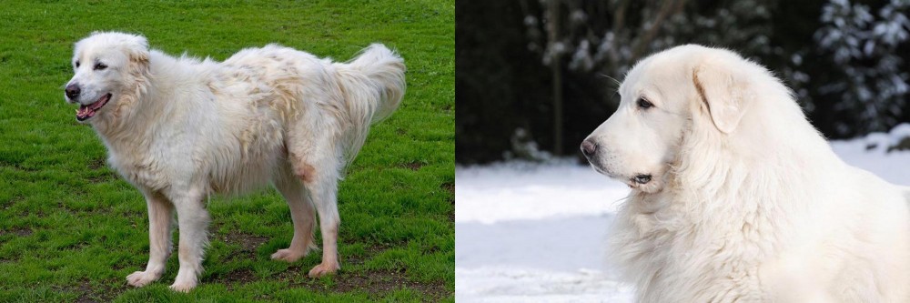 Great Pyrenees vs Abruzzenhund - Breed Comparison
