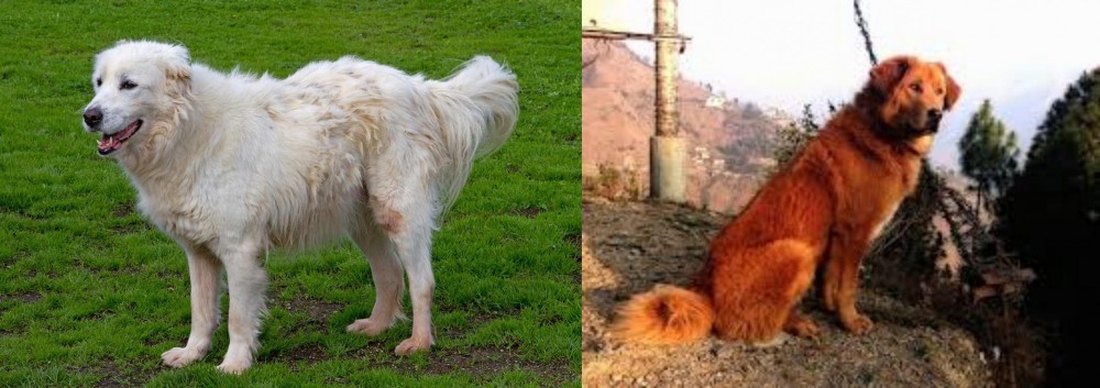 Himalayan Sheepdog vs Abruzzenhund - Breed Comparison